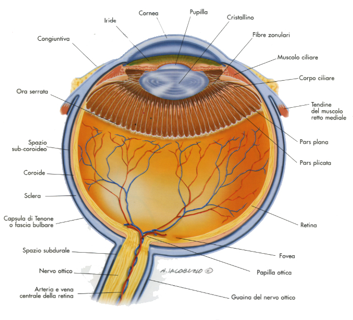 Diagramma anatomico dell'occhio umano