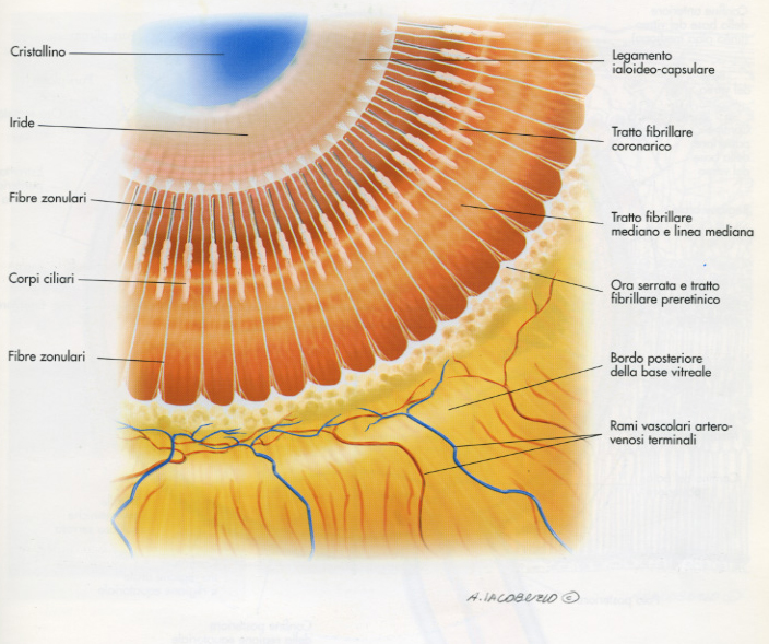 Immagine dettagliata del nervo ottico e delle strutture retiniche