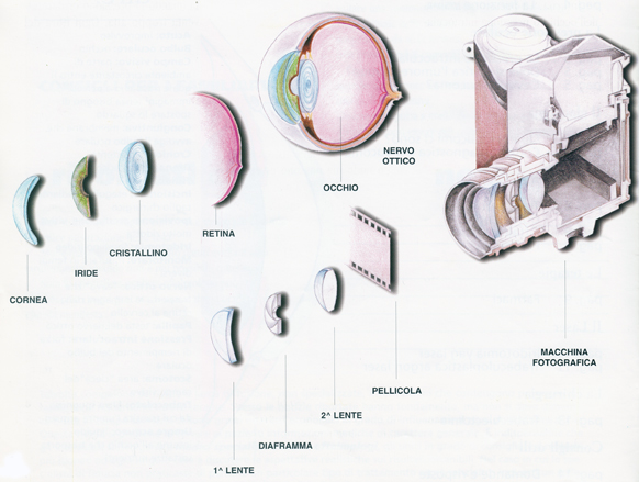 Diagramma anatomico dell'occhio umano confrontato con una macchina fotografica