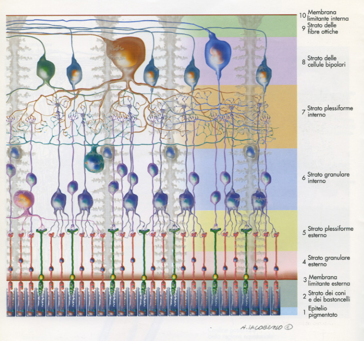 Illustrazione a colori di una sezione istologica della retina
