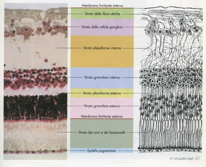 Illustrazione dei corpi ciliari, delle fibre zonulari e del cristallino